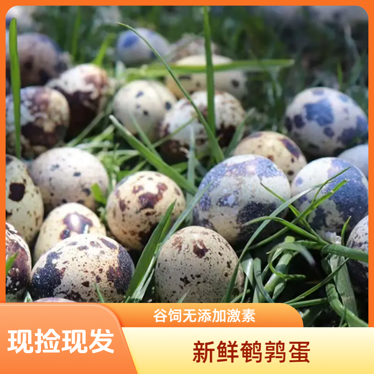 50枚新鲜鹌鹑蛋现捡现发谷饲天然饲料喂养好吃有营养
