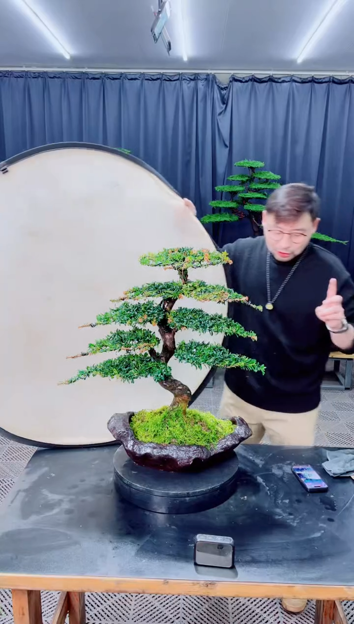 无花朵盆景.......