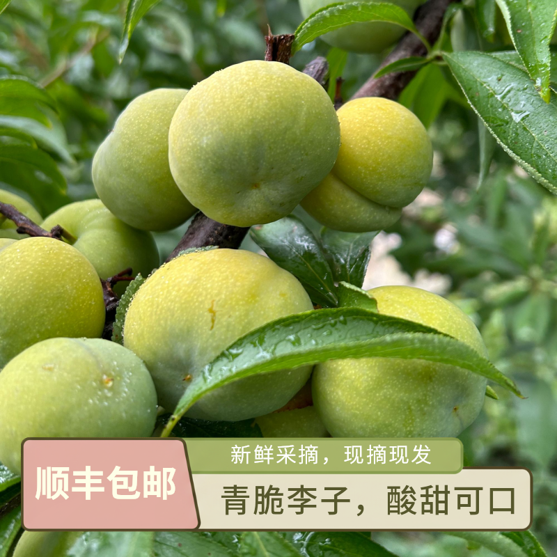 【顺丰包邮】正宗四川青脆李5斤净重酸甜可口可口时令李子水果