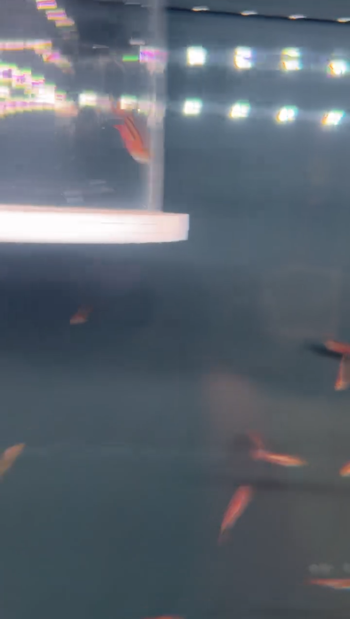 灯科鱼十*.K16-4号超红2cm+（不包黑点）1条