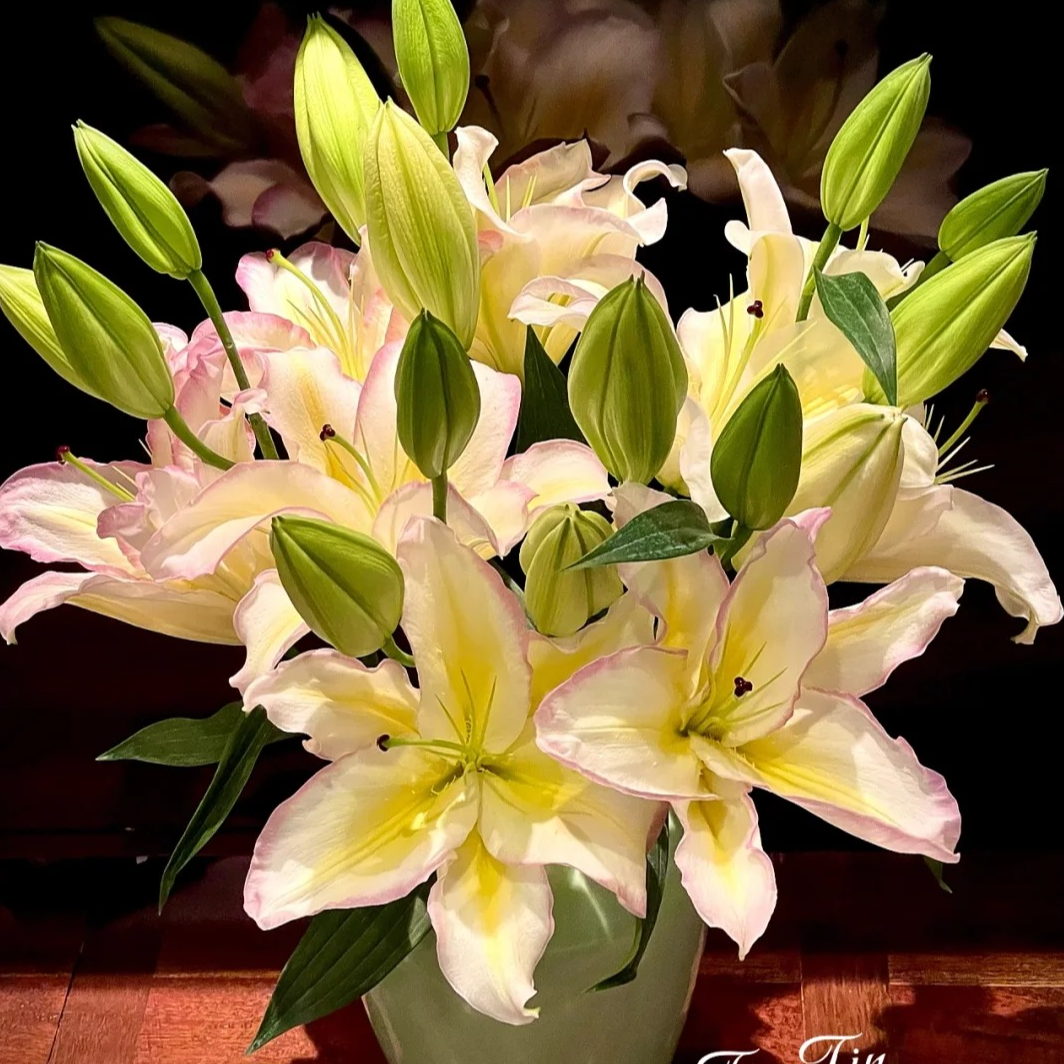 【彩虹百合】多头香水百合云南基地直发水养鲜花