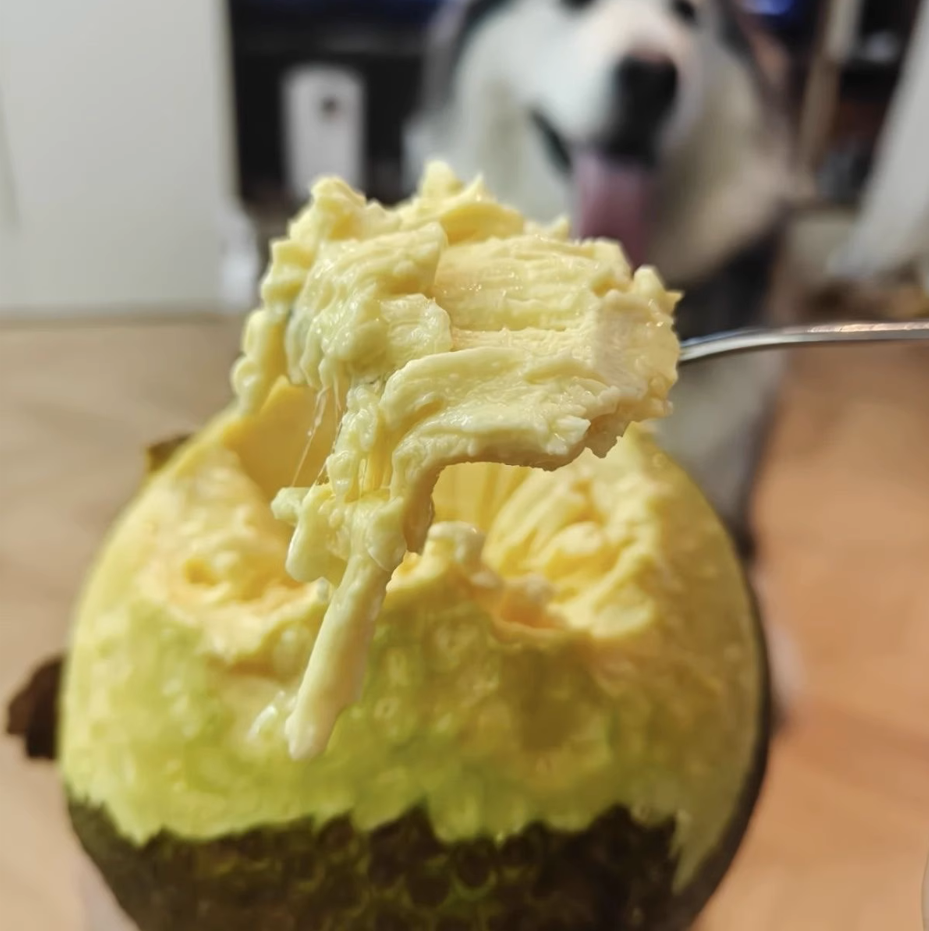 （不要盲目跟风）面包果热带水果现货新鲜现摘煎吃7-9成熟