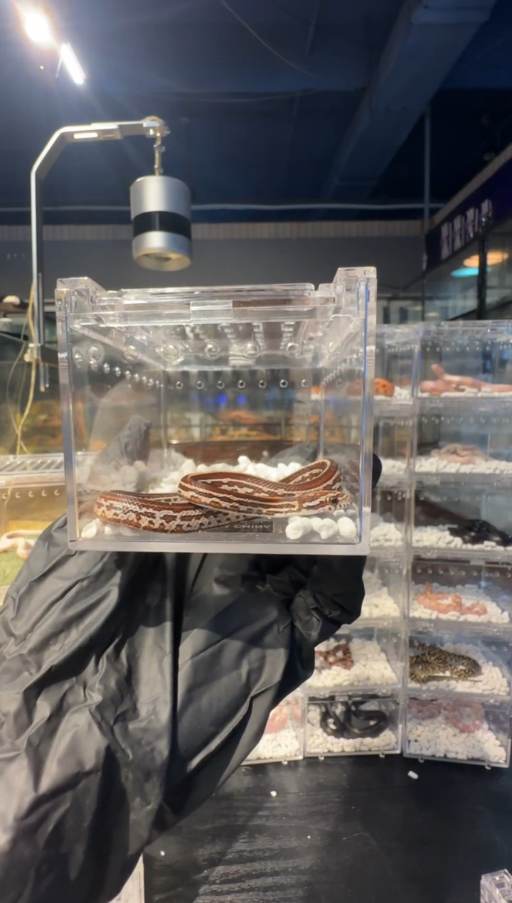 雨林蝎精品玉米原色128