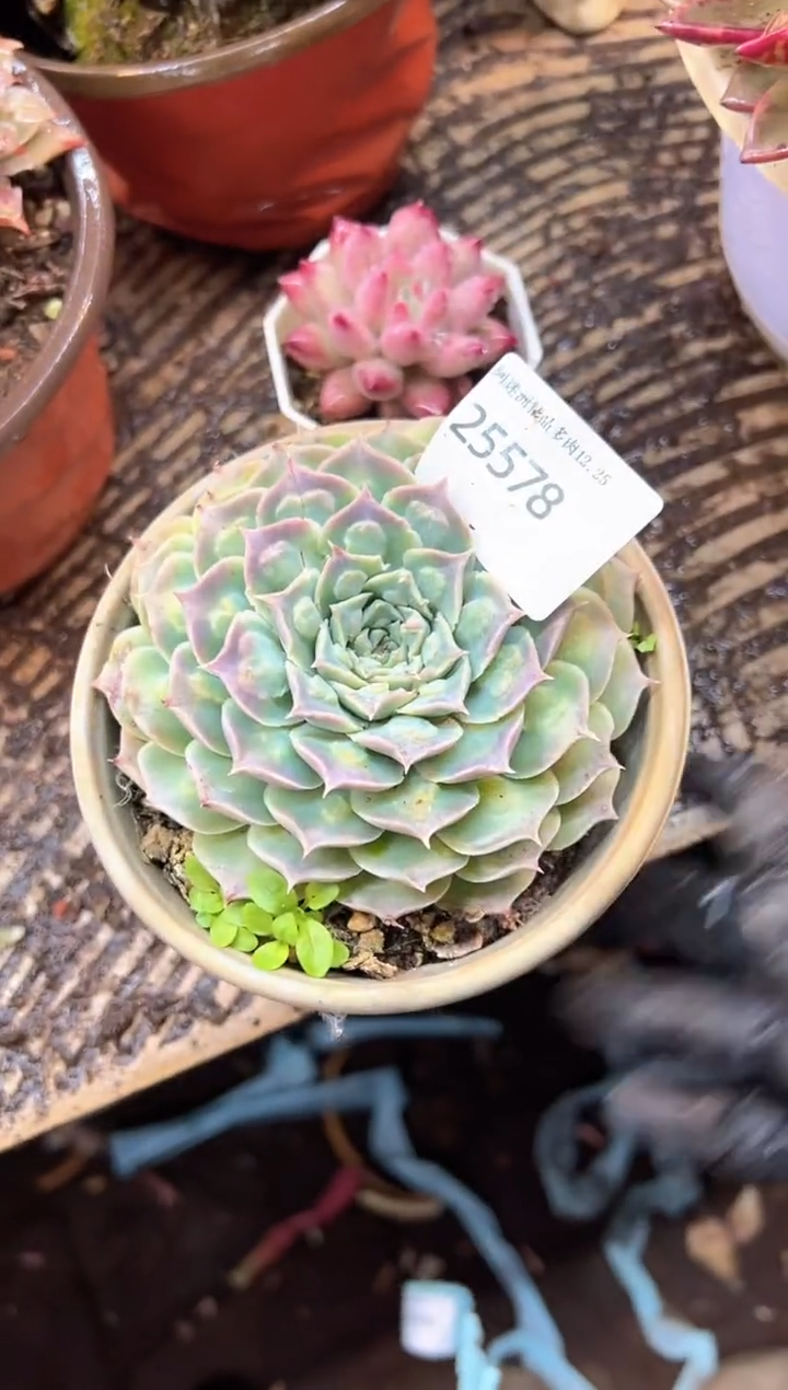 韵多肉植物一物一拍25578