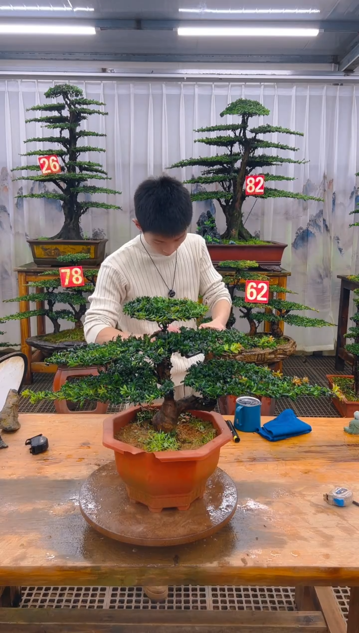 无花朵精品盆景直播间一物一拍