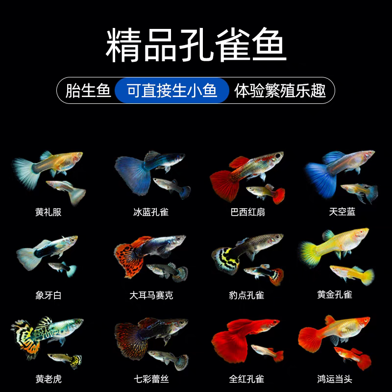 【单品福利】全品种10条单品福利孔雀鱼好养耐活