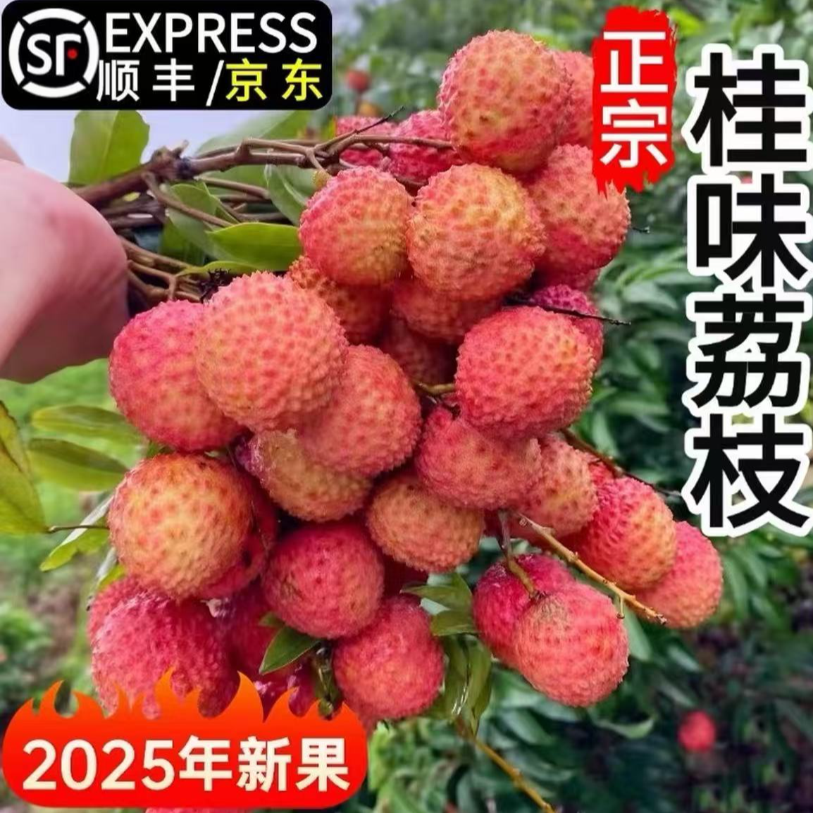 【顺丰京东冷链】广东高州桂味荔枝新鲜现摘现发当季新鲜水果荔枝同城送