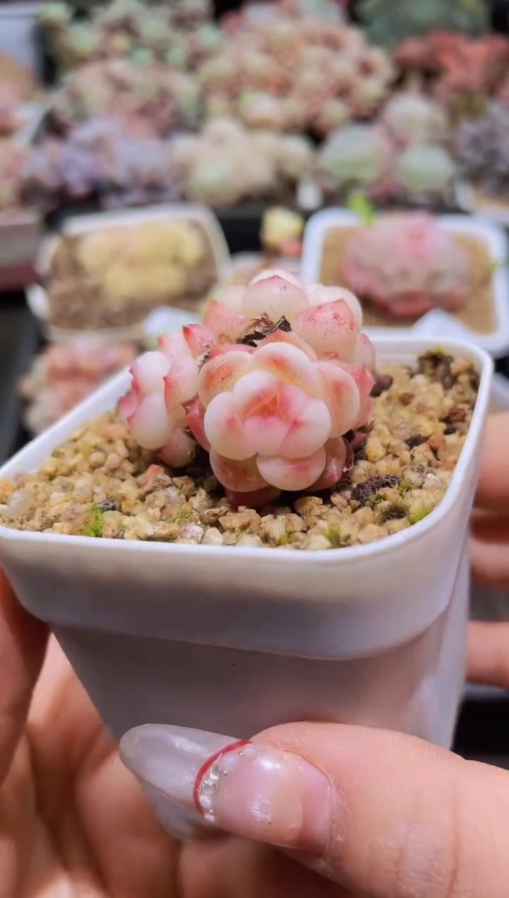 【闪购商品】472梦境群