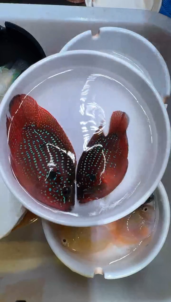 红宝石鱼红宝石一对