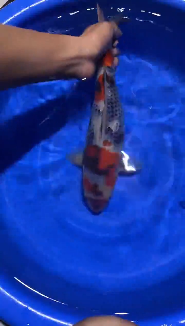 锦鲤大日蒙娜丽莎昭和