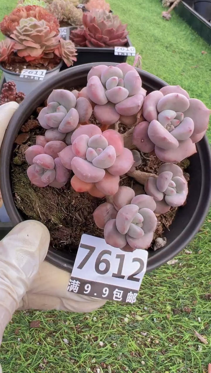 【闪购商品】信福多肉一物一拍