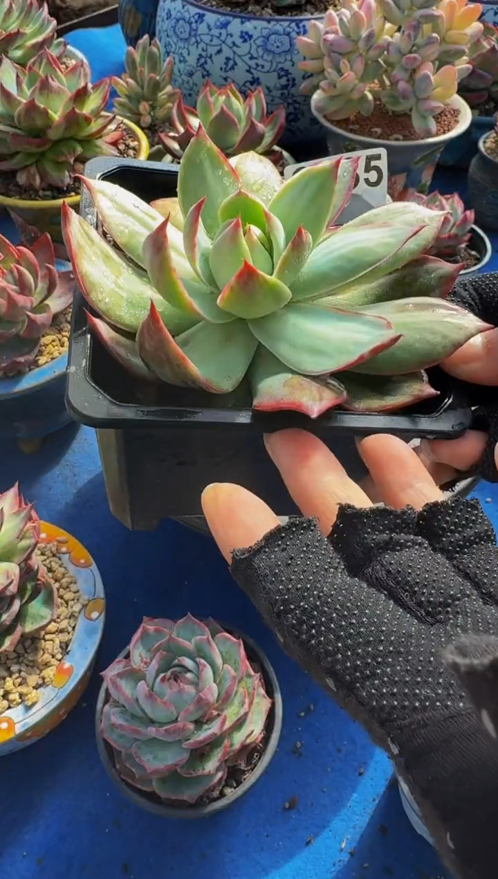 C085惊鸿仙子----（脱土发）