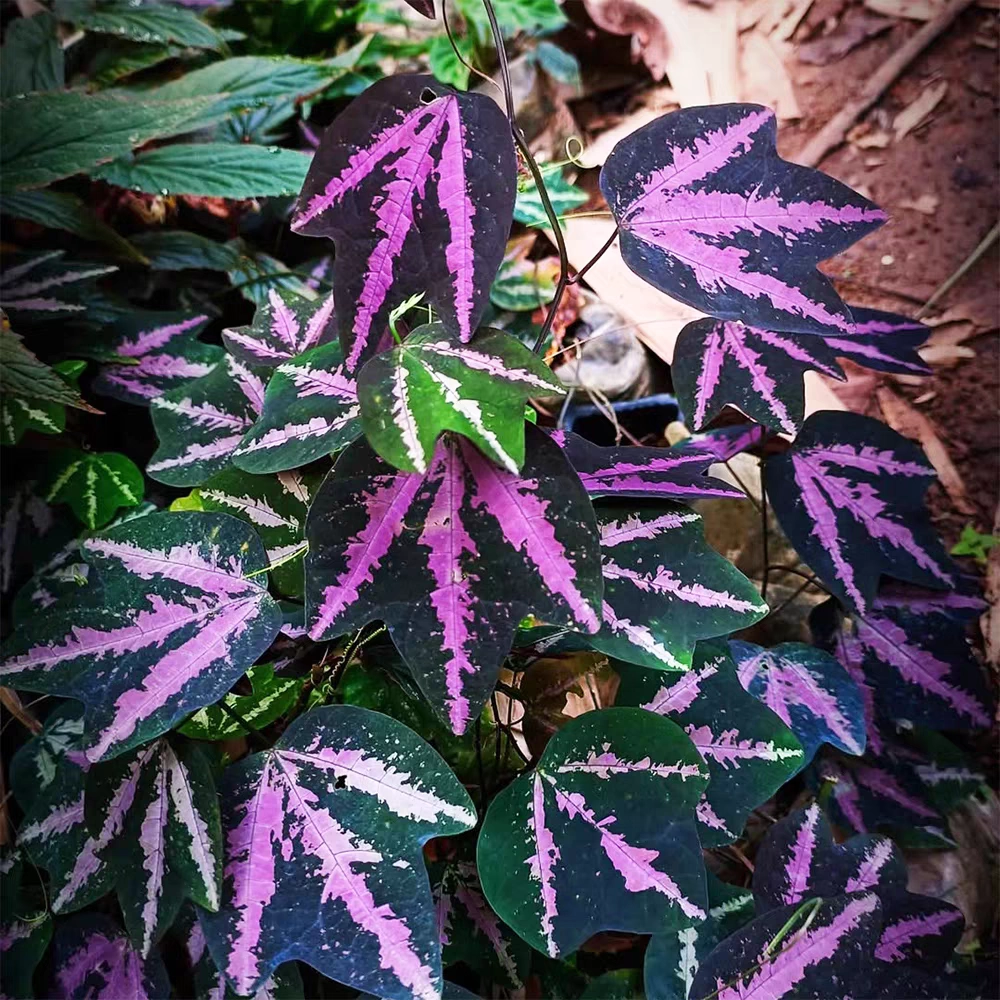 彩叶西番莲鸭掌鹅掌西番莲雨林攀爬爬藤垂吊观叶植物盆栽