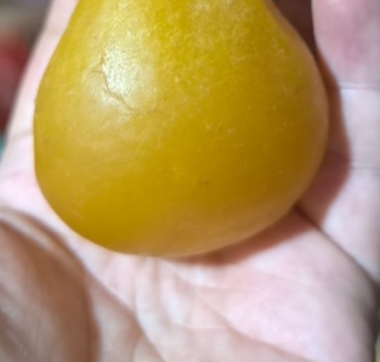 【现收农家好物】 野/能/月旦    10-120g