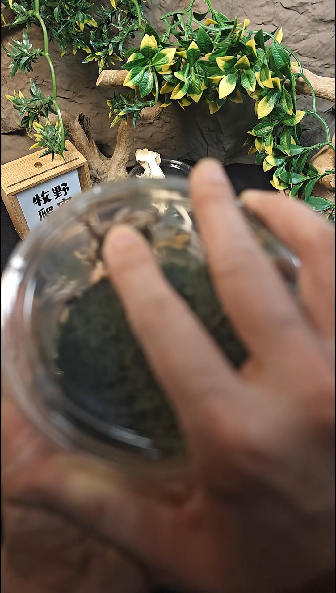 睫角守宫何*25-224黑底莉莉白