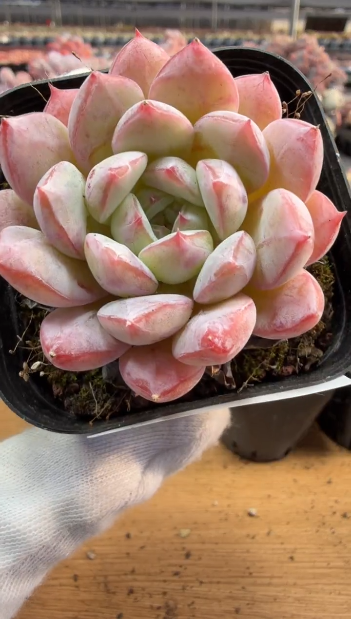 东云多肉园三店-176