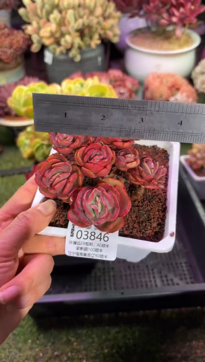 【闪购商品】03846