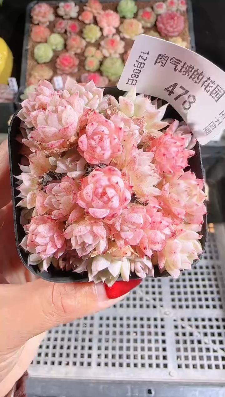 1208-478多肉群生不包整