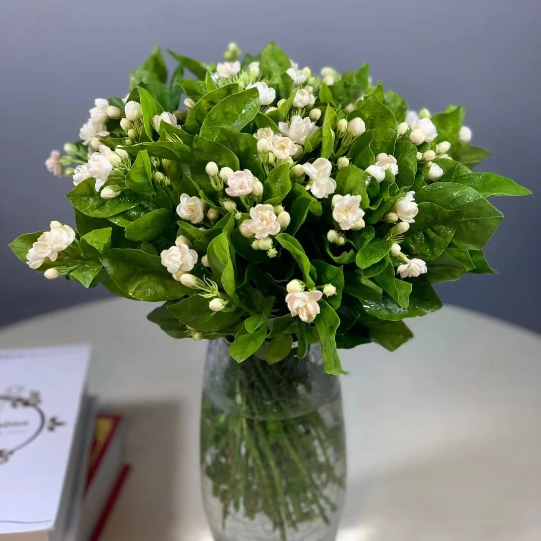 【茉莉花1扎】带香味云南新鲜鲜花基地直发任意两件包邮送货上门