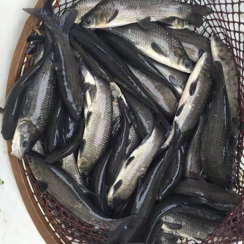 四川发货本地青鱼正宗淡水观赏鱼耐活易养殖