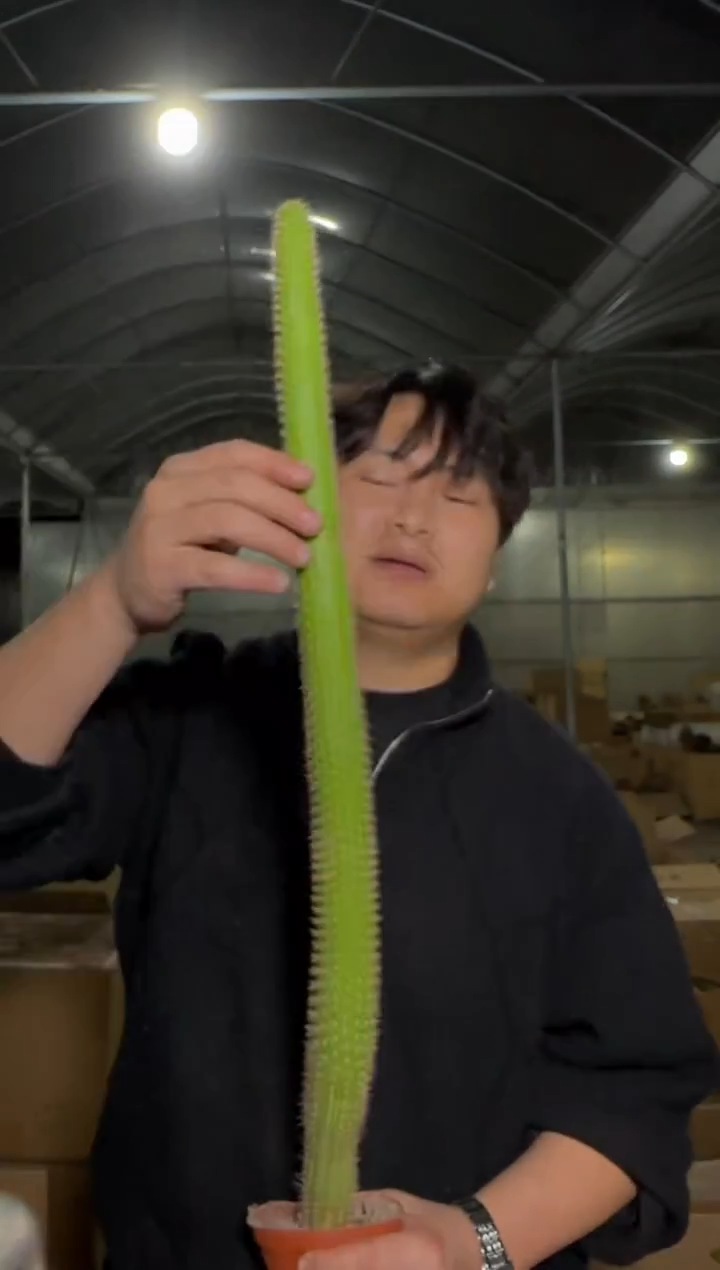 2颗 单头 彩舞柱【带根】30-50cm