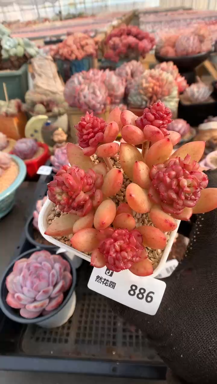 【闪购商品】886苹果花一物一拍