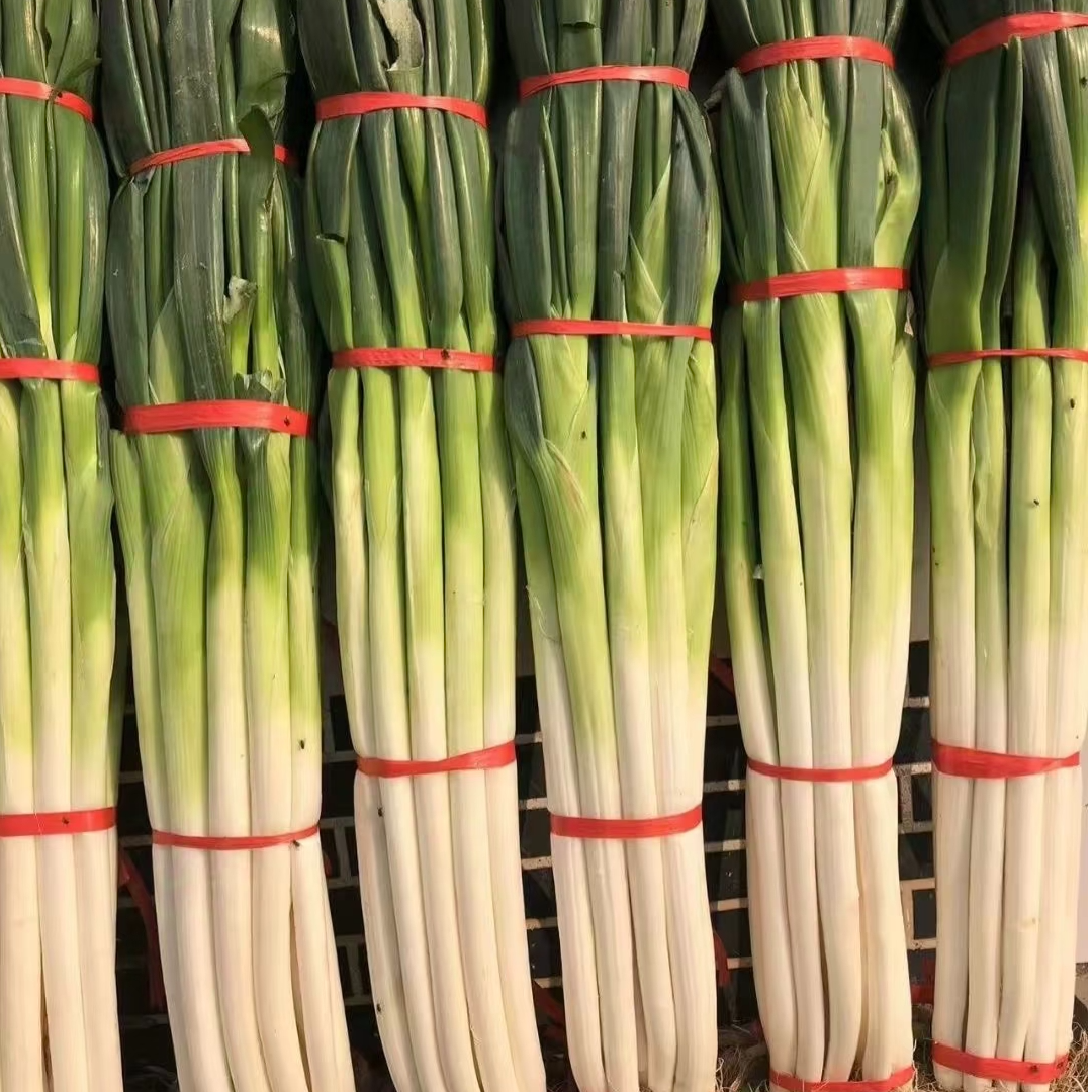 新鲜现挖山东章丘大葱带土带皮去半叶蔬菜甜脆提味