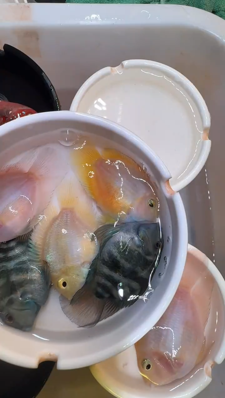 鹦鹉鱼4备损1条   