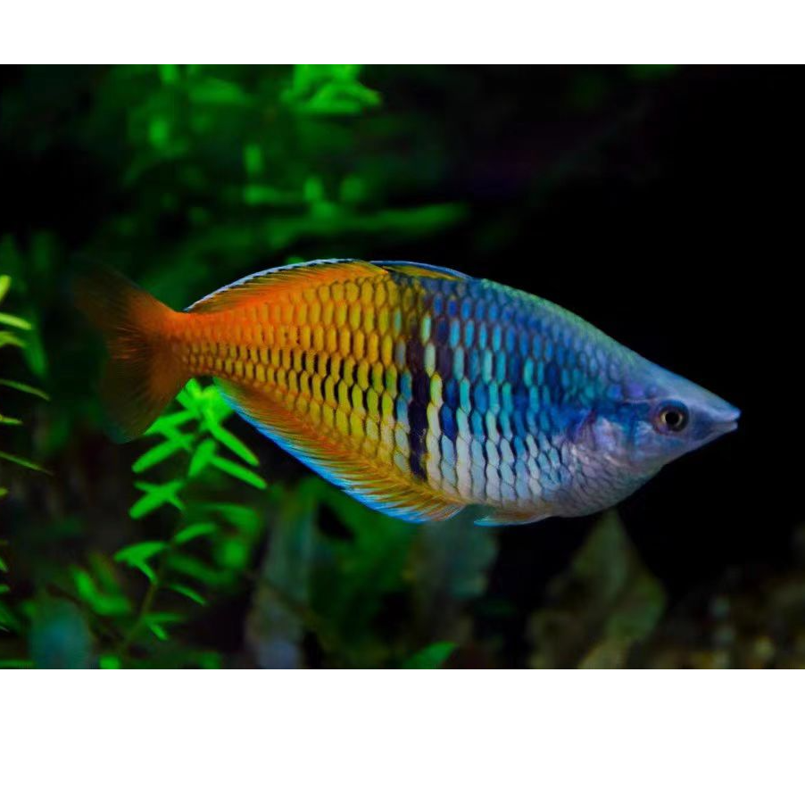 【溪流缸必入】精品宽体石美人