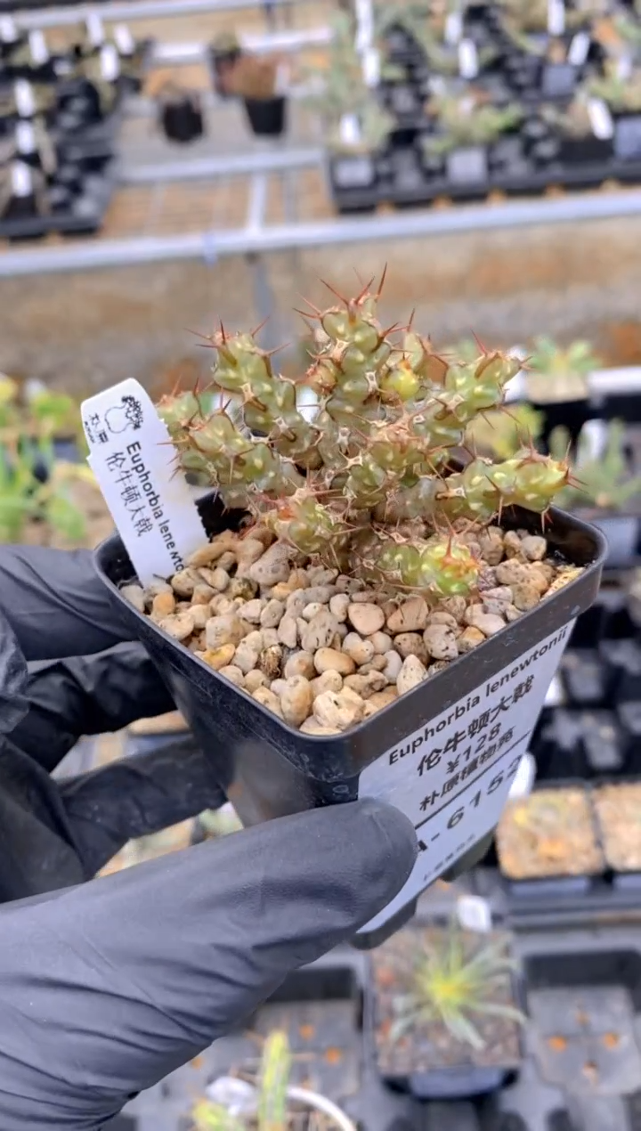 【闪购商品】伦牛顿大戟FA-6152