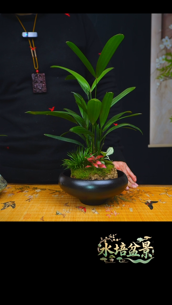 石云社一物一拍组合盆栽16