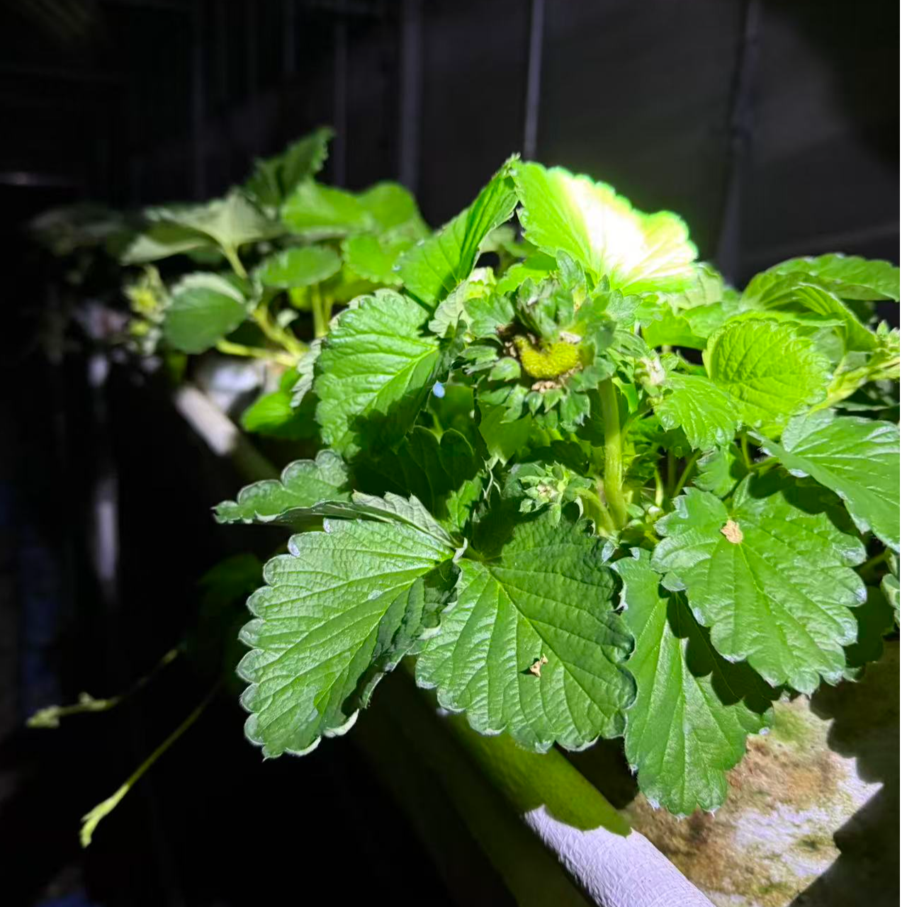 清棚12L超大草莓盆栽