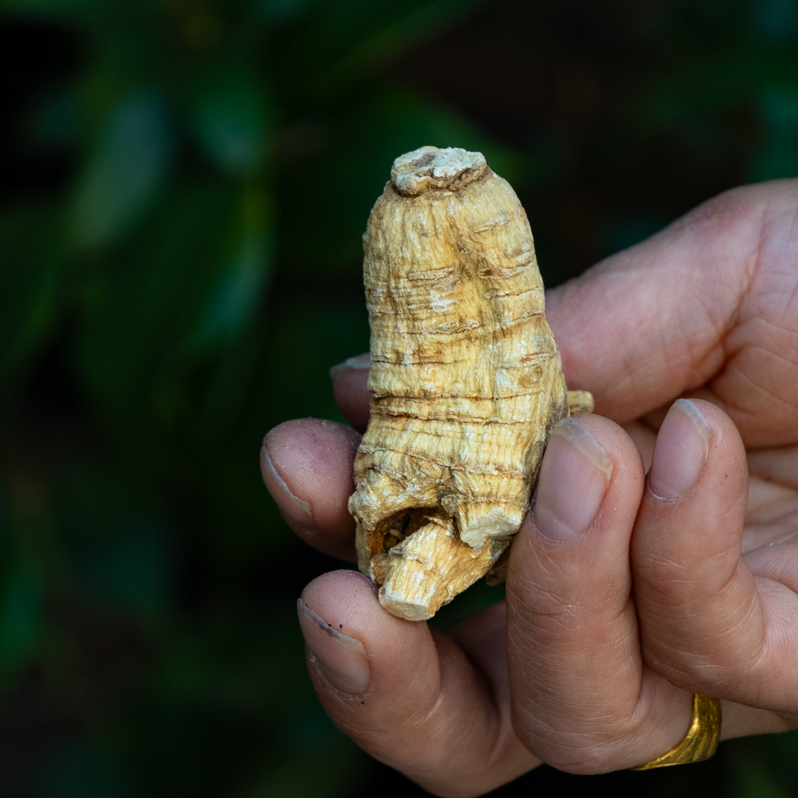 西洋参原枝软质切片食用花旗参味浓郁滋补营养打粉吸收严选