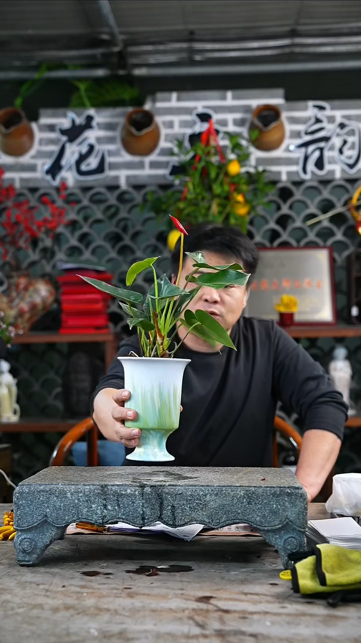 完全开放红掌570+