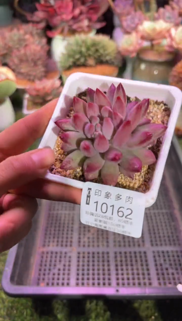 【闪购商品】10162