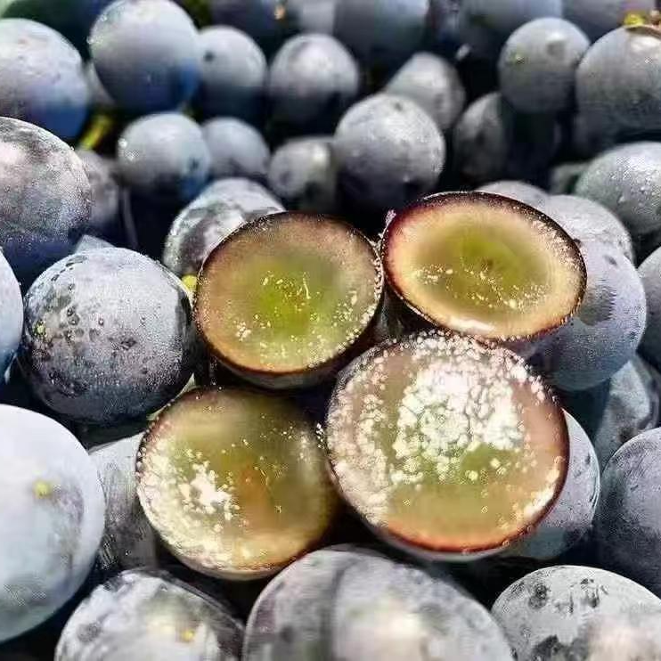 【蓝莓葡萄水果】新疆当季鲜果，葡萄味浓味道酸甜超好吃新疆维吾尔自治区