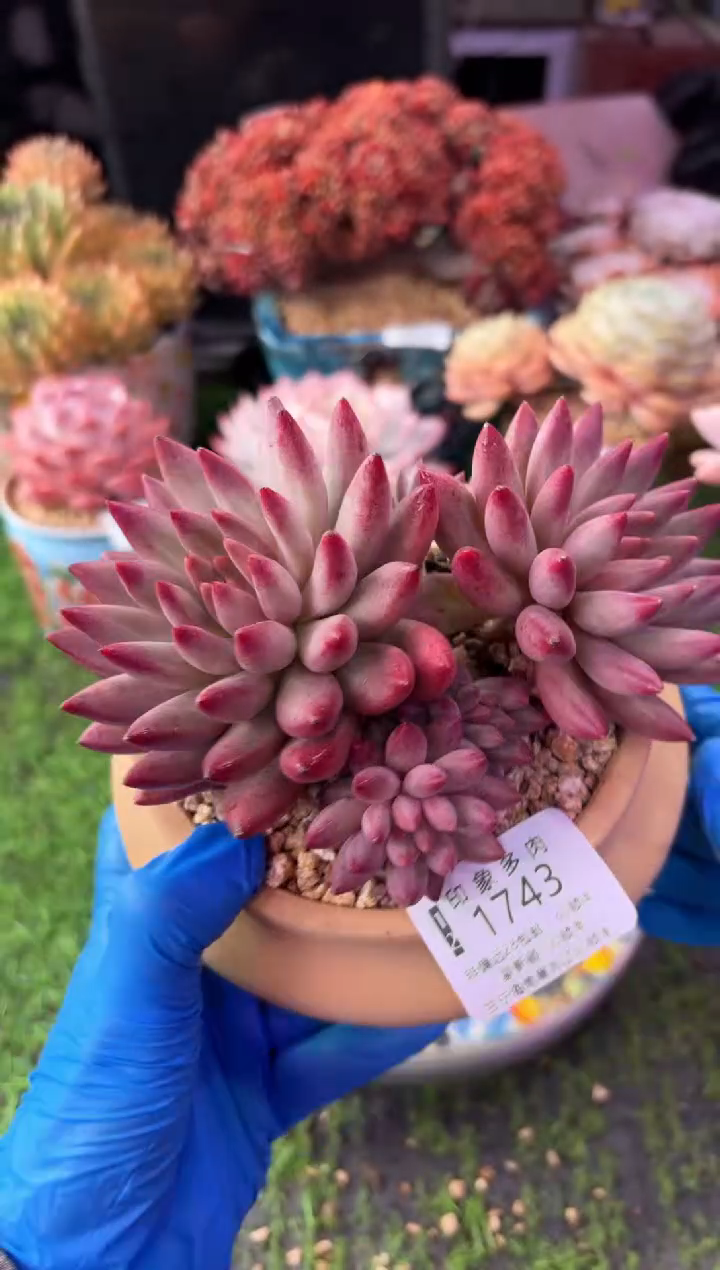 昆明印象多肉1743