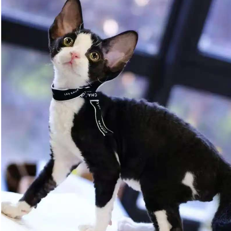 【斌姐的德文猫】精品猫咪