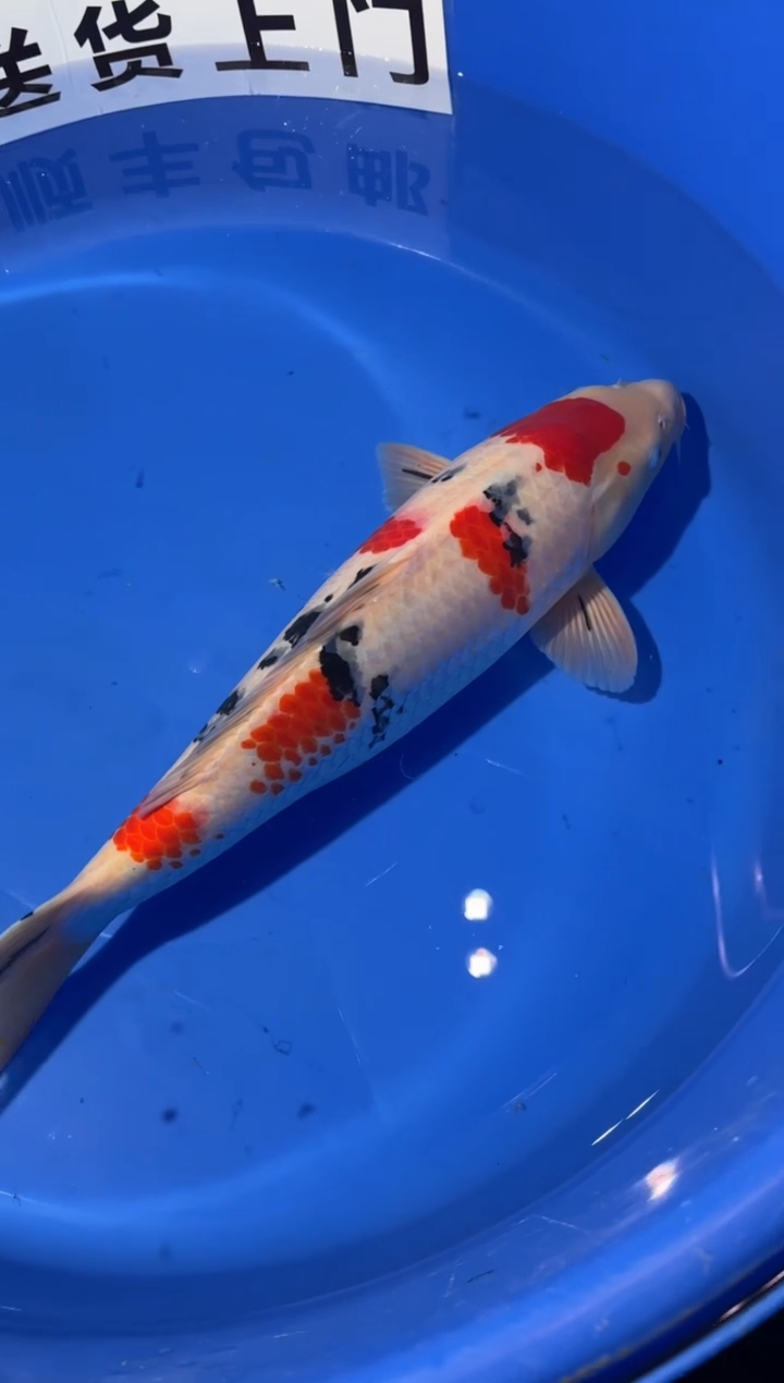 锦鲤锦鲤大正一尾