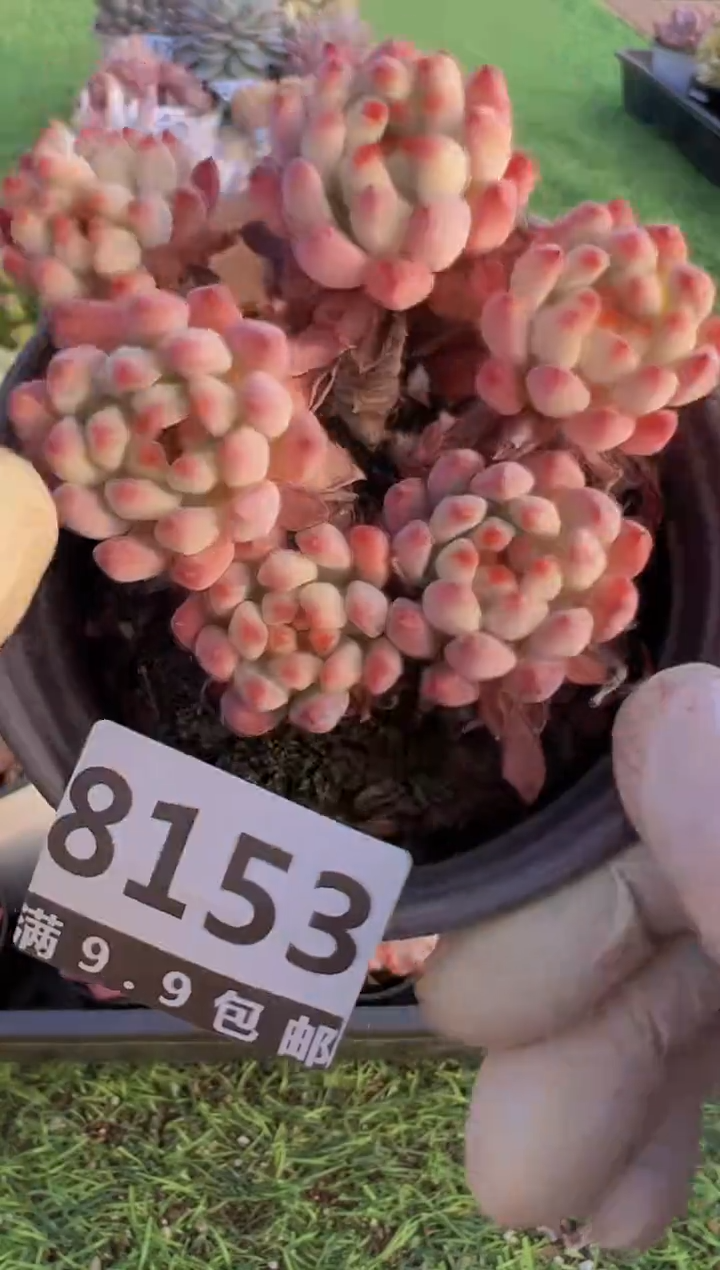 【闪购商品】信福多肉一物一拍