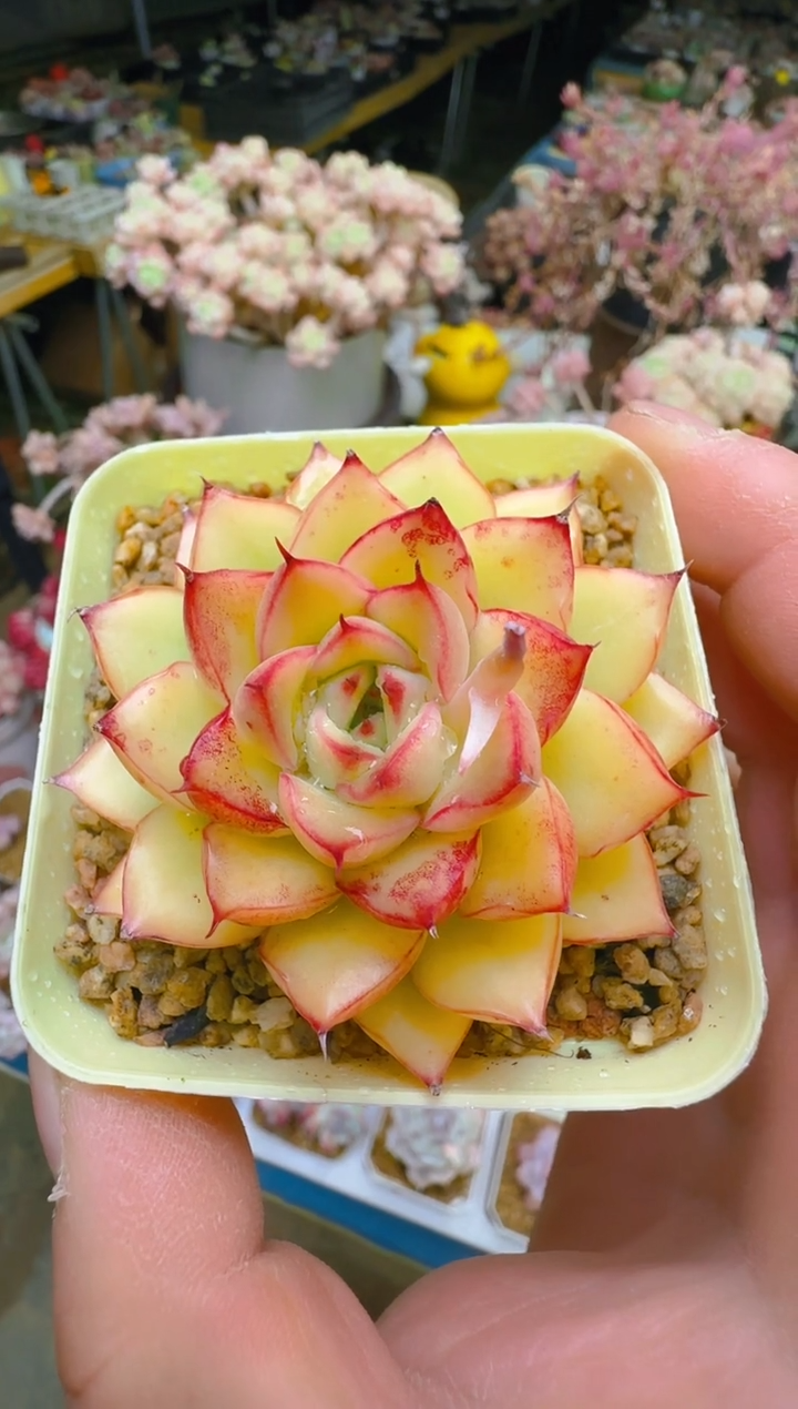 【闪购商品】优—150—仙农(海洋之歌）
