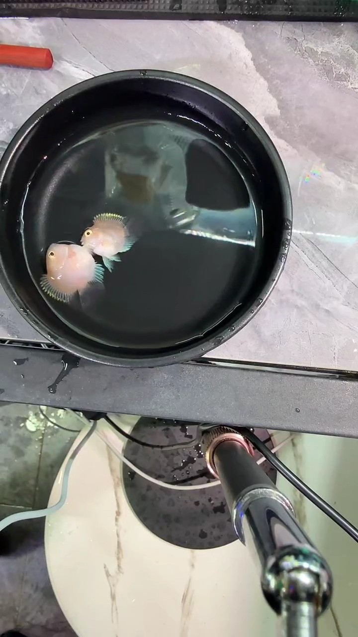 鹦鹉鱼2121421212121