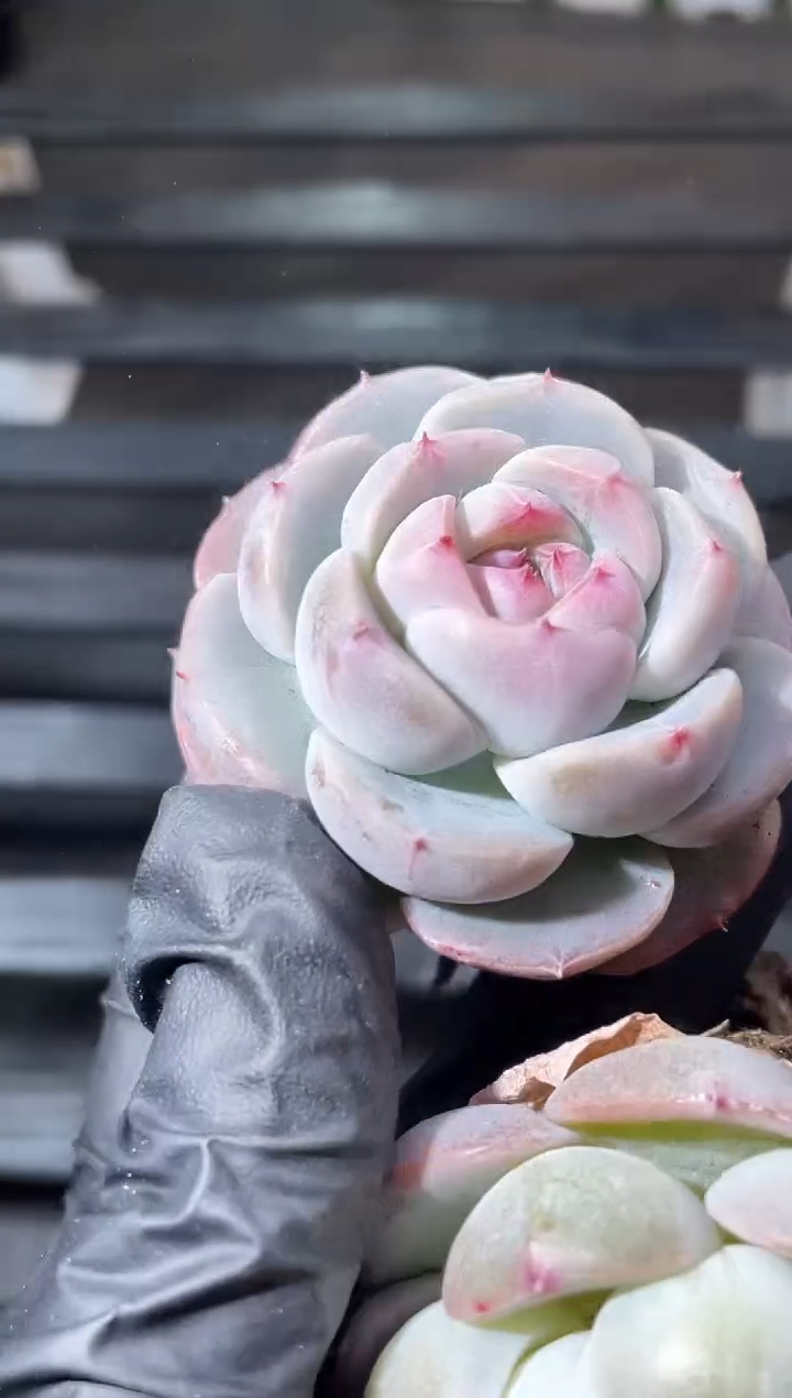 27-76 木兰系列3-4厘米量拍发一颗