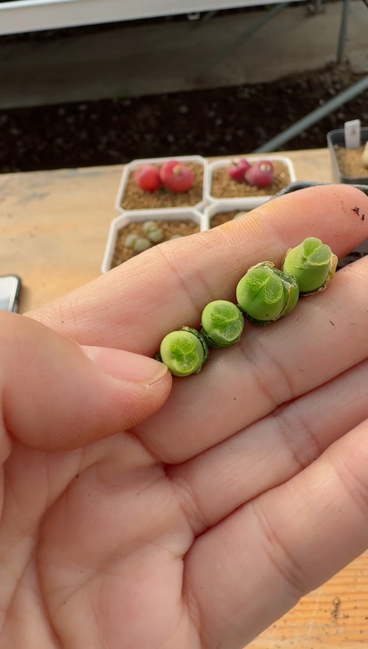 【闪购商品】17-51