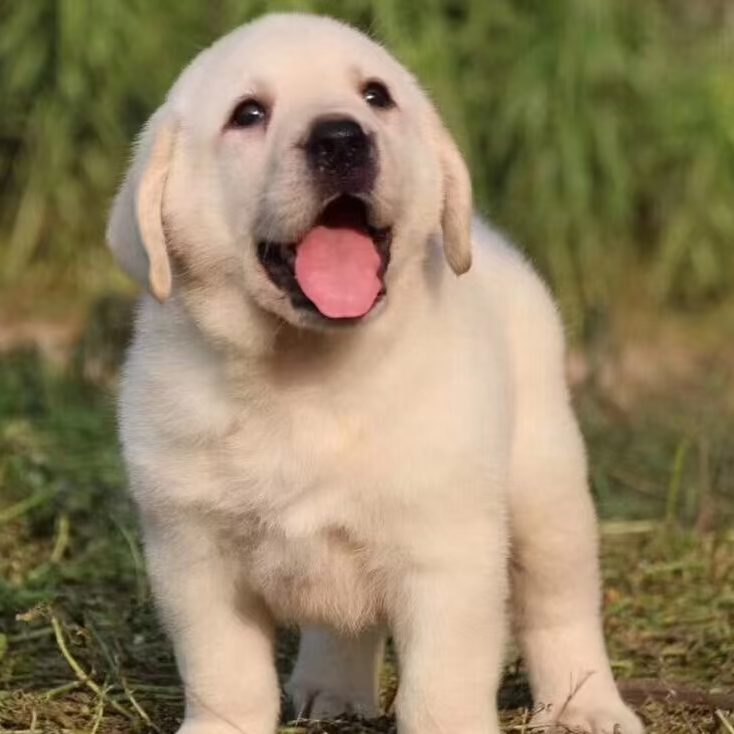 （小王拉布拉多）T狗狗活体