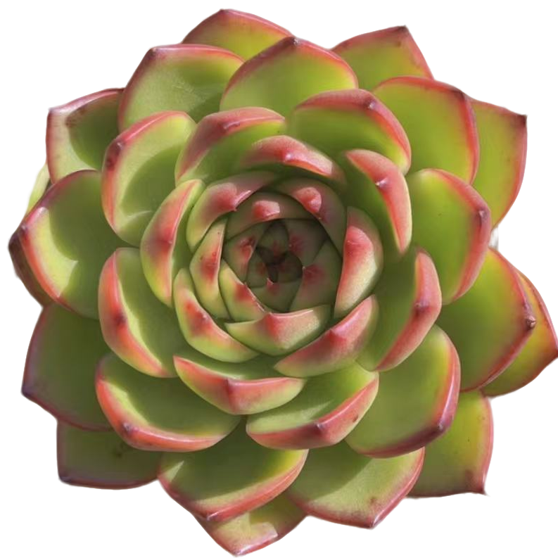 月亮石精控单头【满19包邮】