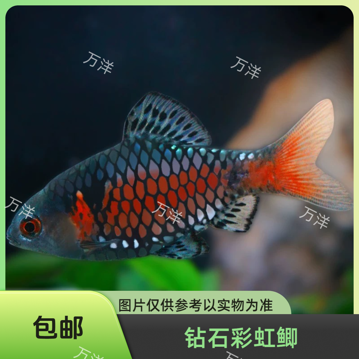 万洋精品 钻石彩虹鲫 观赏鱼斗鱼灯科鱼小型混养发货活体
