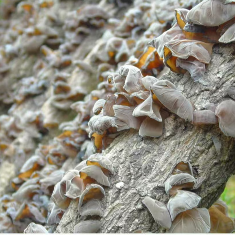 四川青川黑木耳椴木青杠树自然生长250g包邮