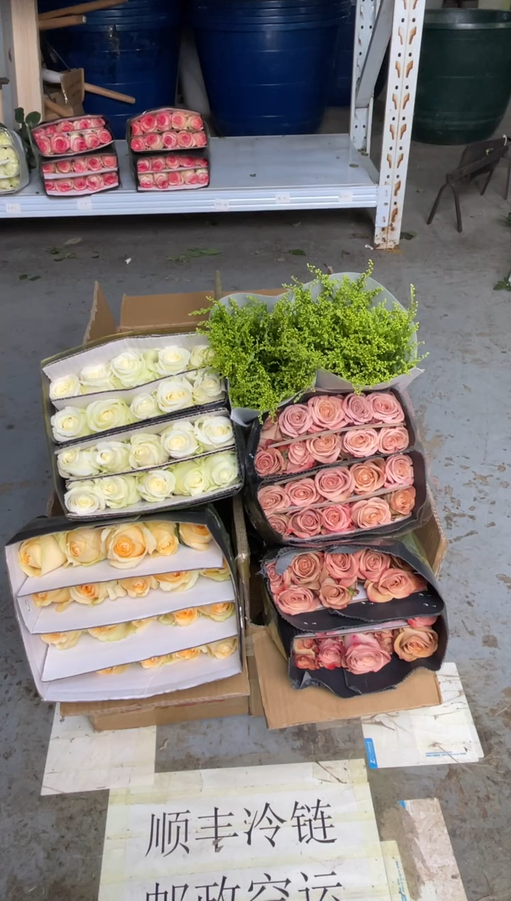 卡布2扎+白雪山1扎+香槟1扎+黄莺2扎