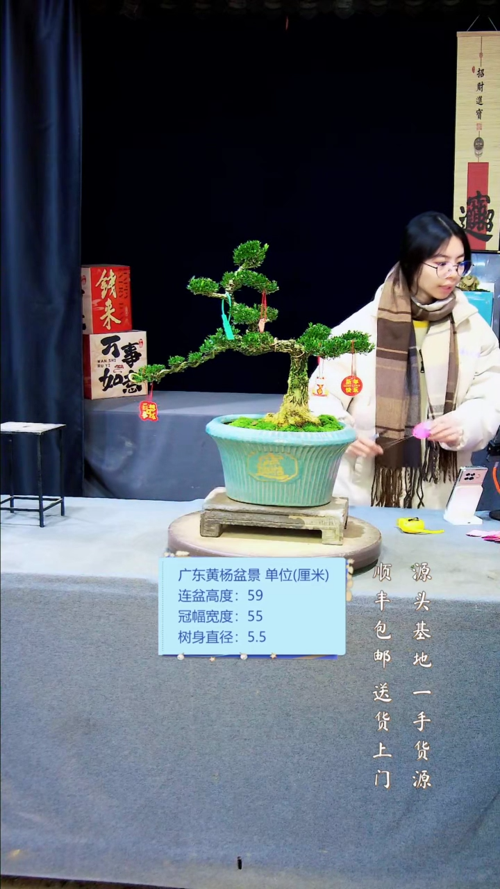 【闪购商品】黄杨盆景黄杨盆景